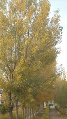 307752