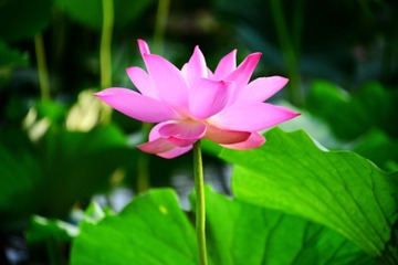甲居藏寨