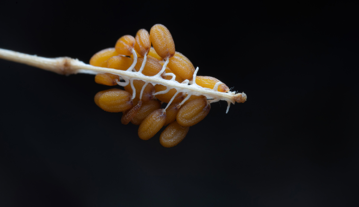 荠菜籽 - 李非洋 - 图虫