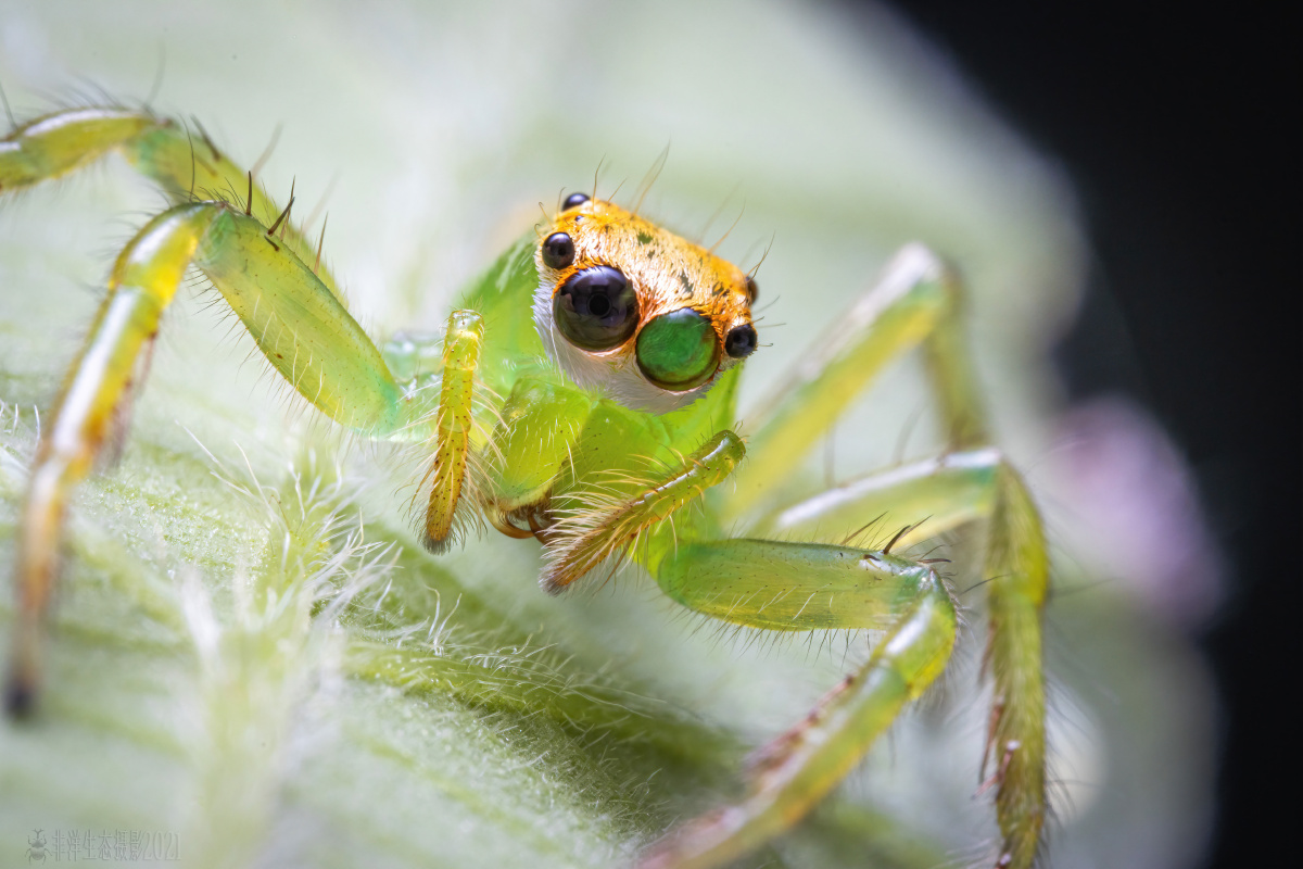 要来一波小绿蛛
