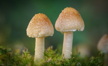 1078364