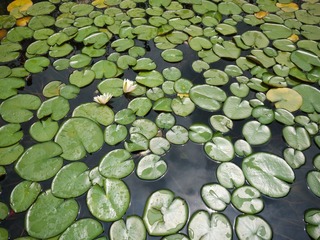 P1000524
