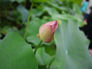 P1000540