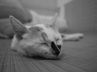 P1000859
