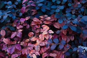 CYD_0029