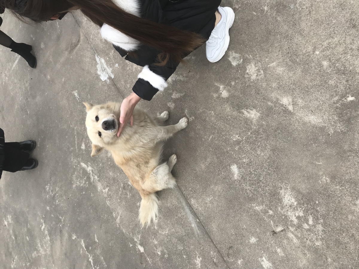 宠物狗嘴抖,天气冷狗会发抖原因:害怕和疼痛!