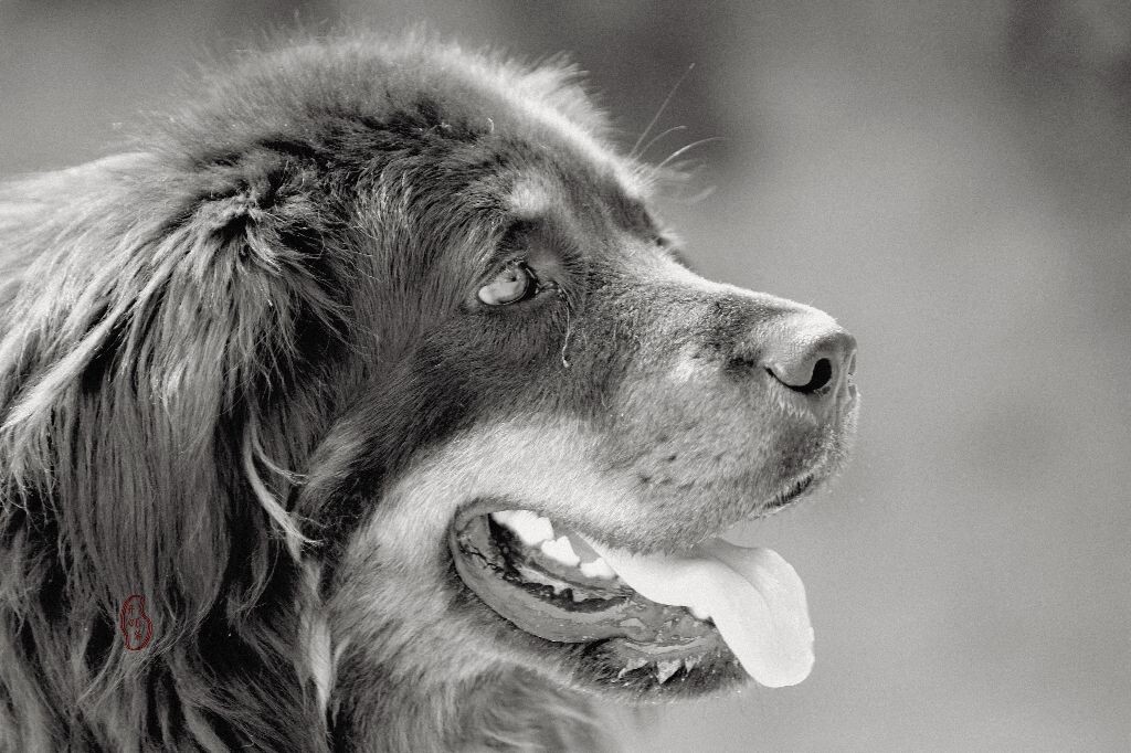 犬犬