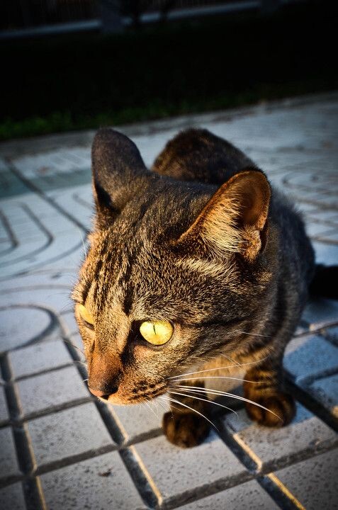 猫<br />

