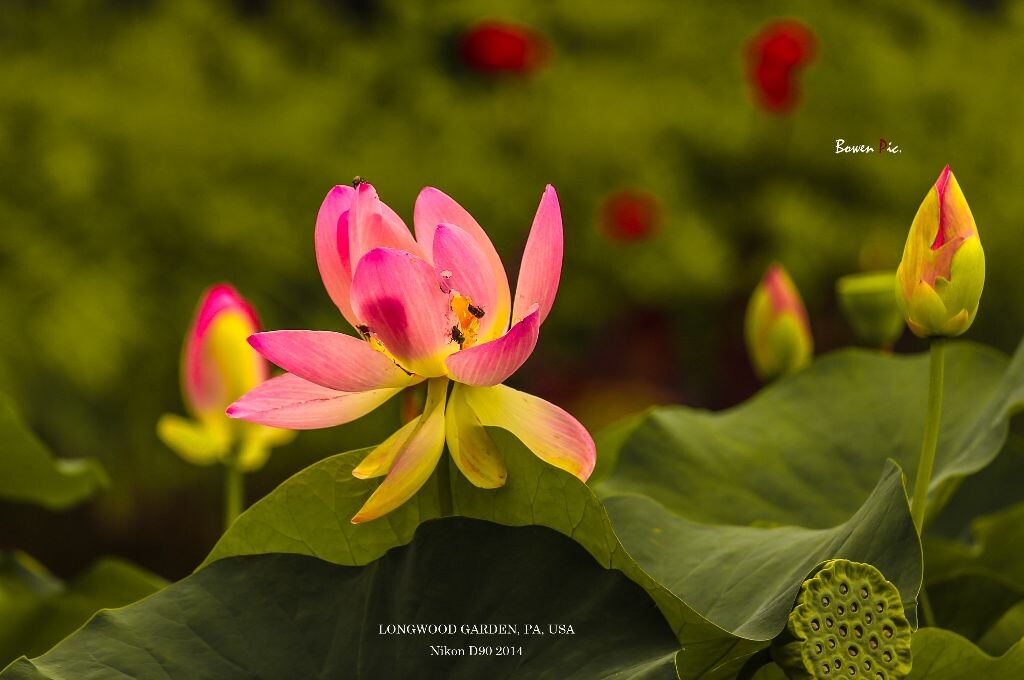 摄于 Longwood Garden, Pennsylvania 2014