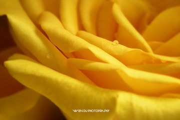 La Vie en Rose