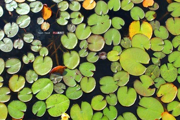IMG_0155.jpg