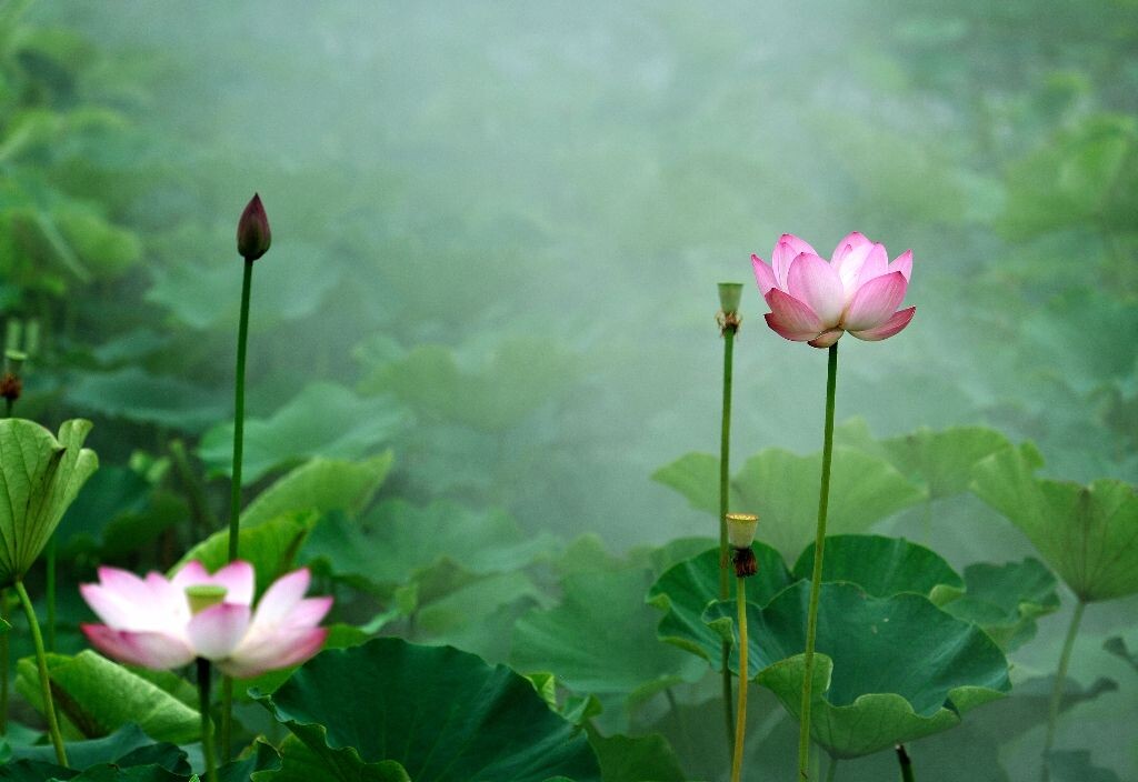 荷花