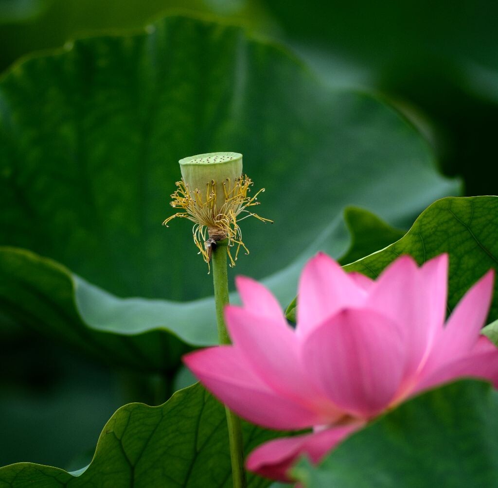 荷花