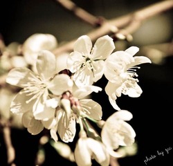 花花