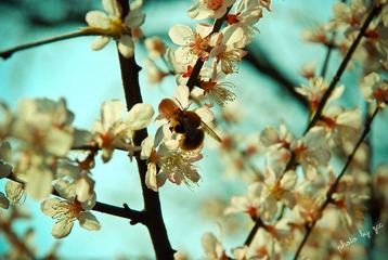 采蜜