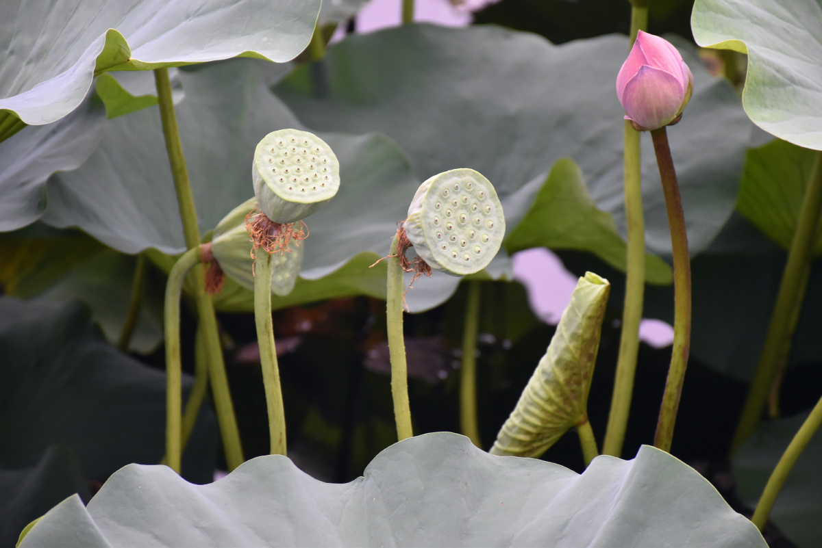 the swan 天鹅 br /> 摄于温哥华迷失的泻湖