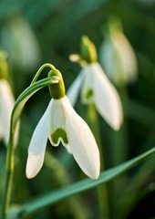 Snow Drops 雪绒花
