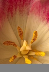 Tulip stamens