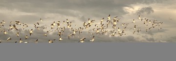 one more geese