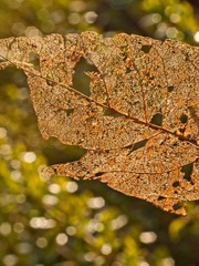 A leaf