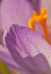 花瓣