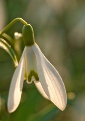 雪绒花 Snow Drop