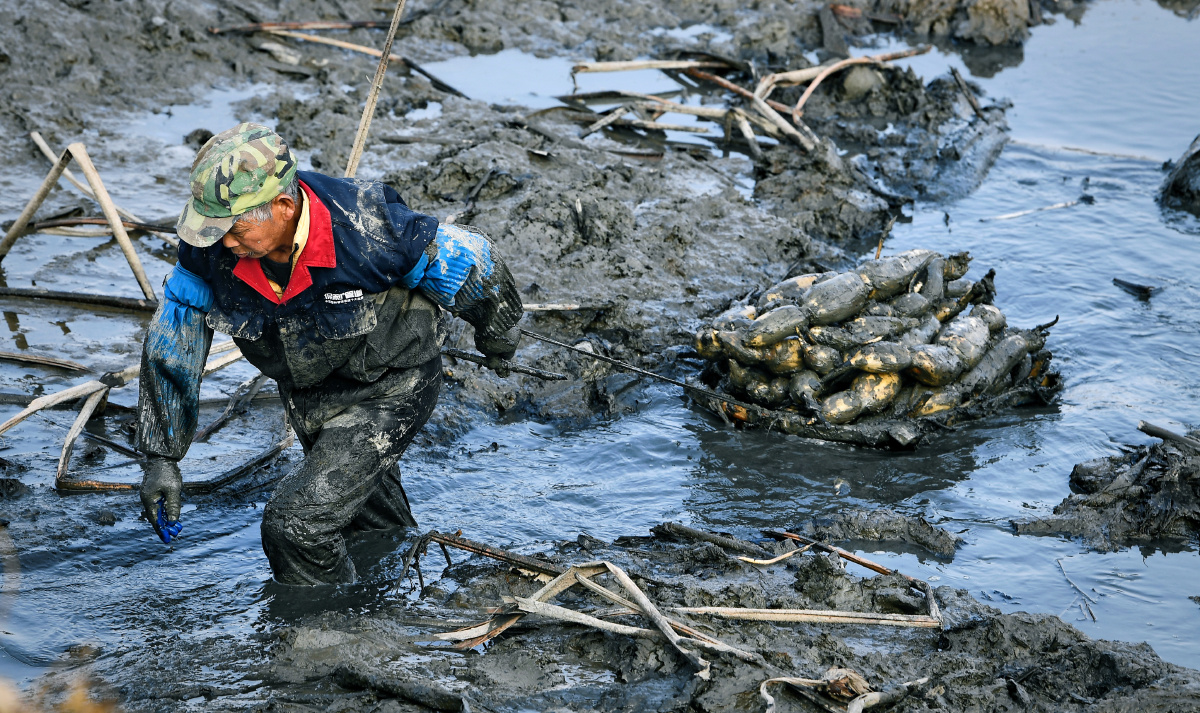然而图片中的挖藕人首先在泥塘