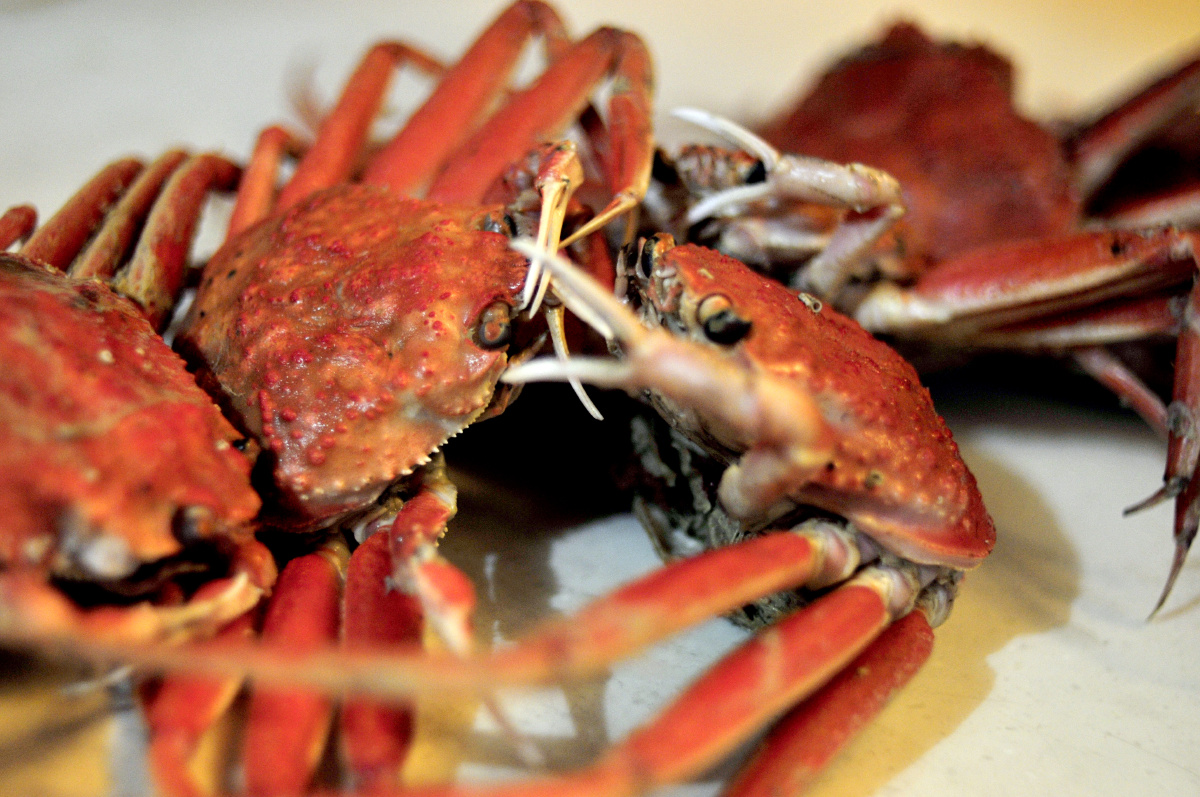 和尚蟹 br /> 此蟹肚圆爪长 霸气十足  无奈可食之处太少  被当地人笑