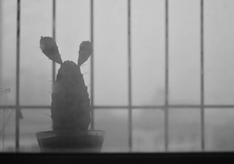仙人兔儿