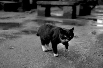 黑猫总是比其他毛色的猫更加警觉，白蹄子的也不例外。