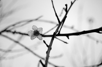 IMGP9538-2