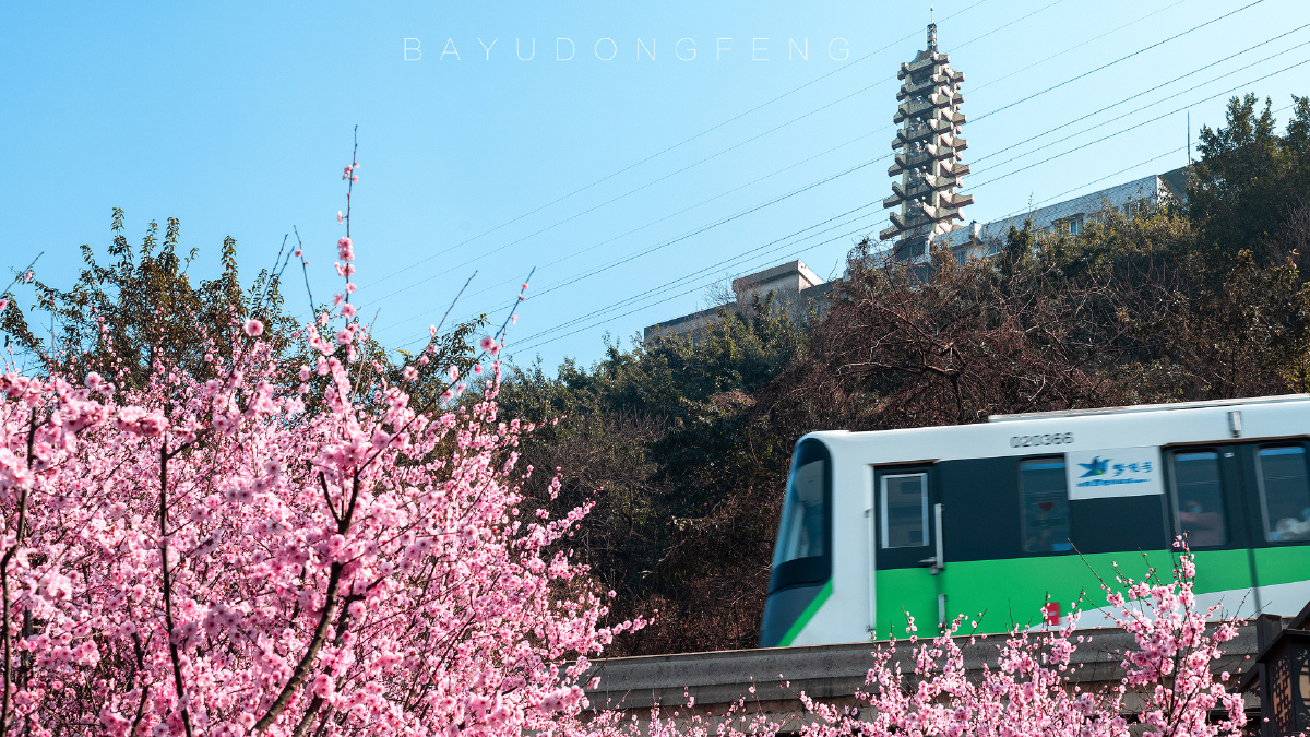 开往春天的列车重庆轨道2号线在佛图关公园区间穿行在美丽的花海中不