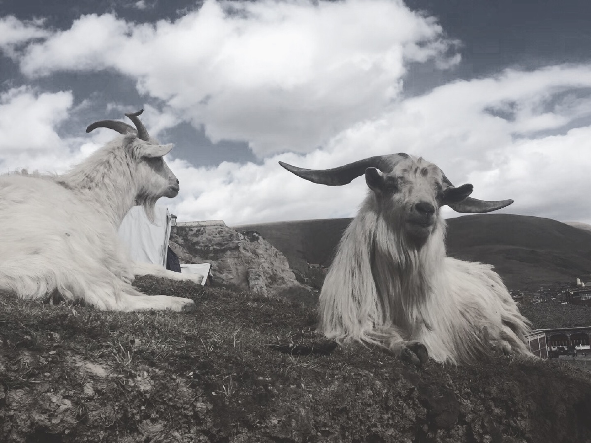 Ao魑魅魍魉饕餮貔貅