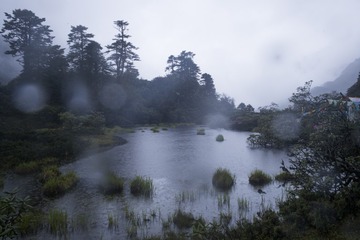 Forest of Tso-ga