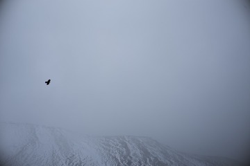 Bird in the north end of Jilong Valley