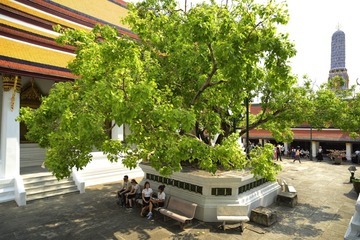 In the Wat Phra Kaew