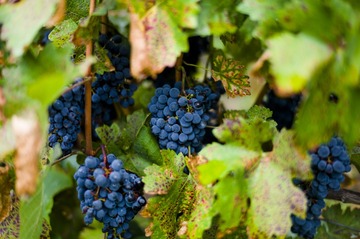 Grapes in Canyon of Lancang River