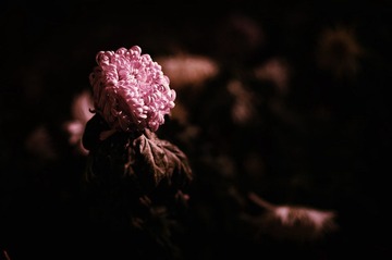 DSC_3794.jpg