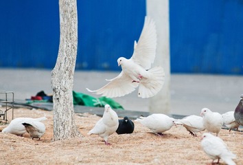 DSC_8697.jpg