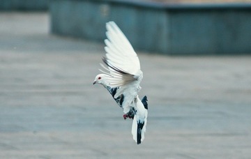 DSC_8731.jpg