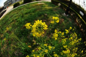 花花草草
