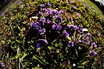 花花草草
