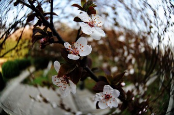 花花草草