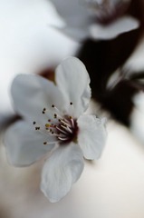 花花草草