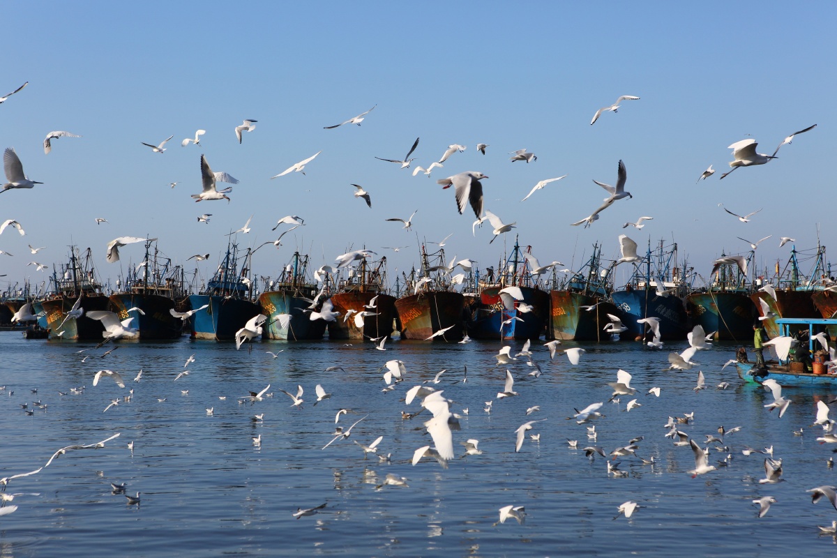 冬天里的红嘴鸥摄于福建省漳州市东山岛 - 采贝 - 图虫