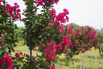 DSC02768c