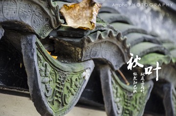 秋，叶