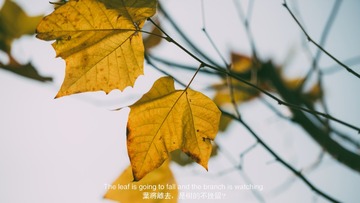 Fall foliage.