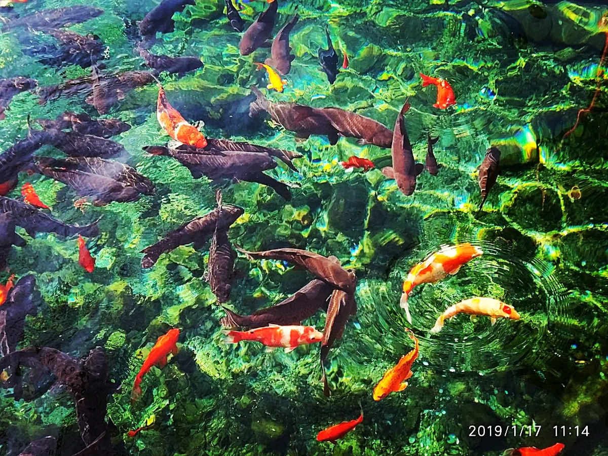 周末好时光-赏鱼?