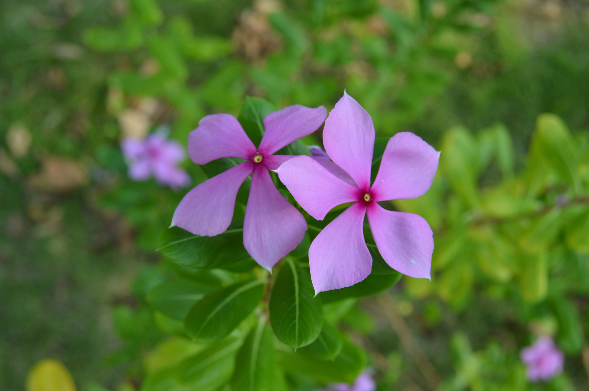 微距 双子花 这张最满意